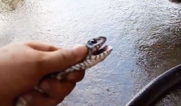 Thanh niên dùng áo khoác bắt rắn hổ hèo gần 3 mét ở Hóc Môn 